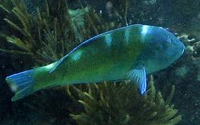 Image result for Halichoeres radiatus