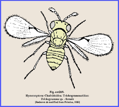 Attēlu rezultāti vaicājumam “Hymenoptera”