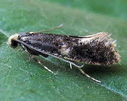 Attēlu rezultāti vaicājumam “Monopis weaverella”