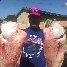 Image result for Chrysoblephus cristiceps