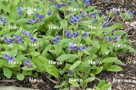 Attēlu rezultāti vaicājumam “Pulmonaria angustifolia”