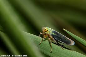 Attēlu rezultāti vaicājumam “Cicadella viridis”