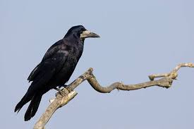 Attēlu rezultāti vaicājumam “Corvus frugilegus adult”