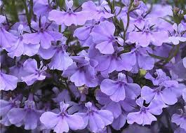 Image result for Lobelia erinus