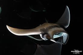 Image result for Mobula munkiana