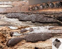 Attēlu rezultāti vaicājumam “Hypoxylon vogesiacum”