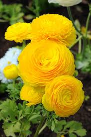 Image result for Trollblume