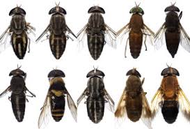 Attēlu rezultāti vaicājumam “Tabanidae”