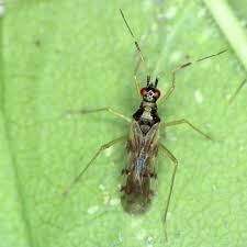 Attēlu rezultāti vaicājumam “Dicyphus sp.”