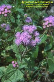 Image result for Ageratum houstonianum