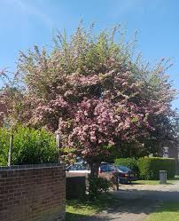 Attēlu rezultāti vaicājumam “Crataegus macracantha flower”