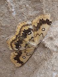 Attēlu rezultāti vaicājumam “Cyclophora annularia”