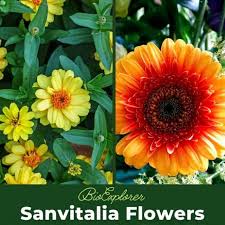 Image result for Sanvitalia procumbens