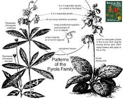 Attēlu rezultāti vaicājumam “Pyrola media”