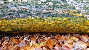 Attēlu rezultāti vaicājumam “Badhamia dubia spores”