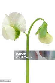 Attēlu rezultāti vaicājumam “Pisum sativum flower”