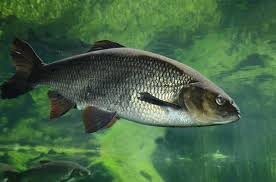 Attēlu rezultāti vaicājumam “Leuciscus idus”