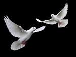 P. › White Birds, Who Have Been Shot