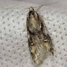 Attēlu rezultāti vaicājumam “Semioscopis oculella”