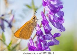 Attēlu rezultāti vaicājumam “Thymelicus lineola”