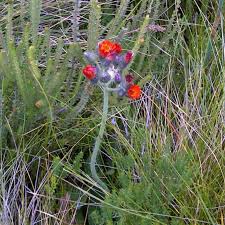 Attēlu rezultāti vaicājumam “Pilosella aurantiaca”