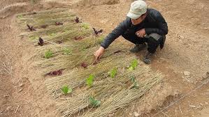 Image result for 붶