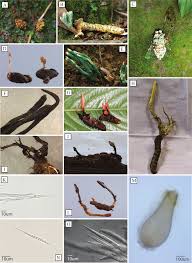 Attēlu rezultāti vaicājumam “Cordyceps stylophora”