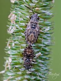 Attēlu rezultāti vaicājumam “Nithecus jacobaeae”