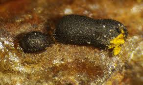 Attēlu rezultāti vaicājumam “Trichia alpina macro”