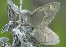 Attēlu rezultāti vaicājumam “Coenonympha tullia underside”