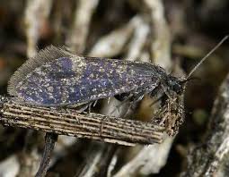 Attēlu rezultāti vaicājumam “Eriocraniidae”