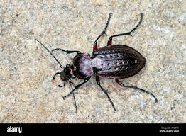 Attēlu rezultāti vaicājumam “Carabus arcensis”