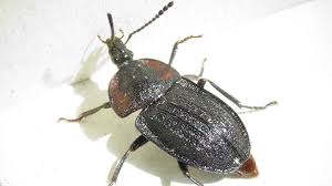 Attēlu rezultāti vaicājumam “Phosphuga atrata”