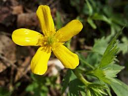 Attēlu rezultāti vaicājumam “Ranunculaceae”