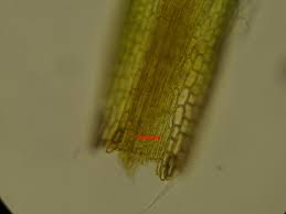 Attēlu rezultāti vaicājumam “Gymnostomum calcareum macro”