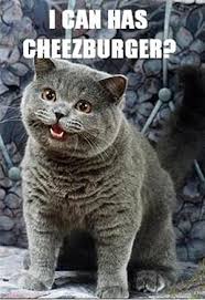 Image result for lulcatz