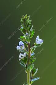 Attēlu rezultāti vaicājumam “Veronica serpyllifolia leaf”