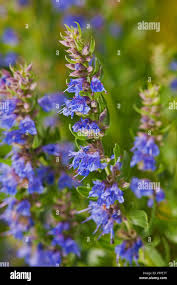 Attēlu rezultāti vaicājumam “Leonurus cardiaca flower”