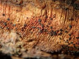 Attēlu rezultāti vaicājumam “Hyphodiscus hymeniophilus”