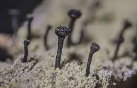 Attēlu rezultāti vaicājumam “Calicium viride”