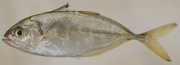 Image result for Caranx crysos