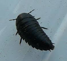 Attēlu rezultāti vaicājumam “Silphidae”