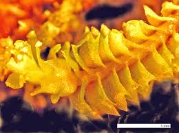 Attēlu rezultāti vaicājumam “Lophozia ventricosa”