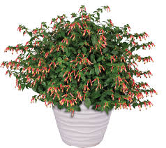 Image result for Cuphea ignea