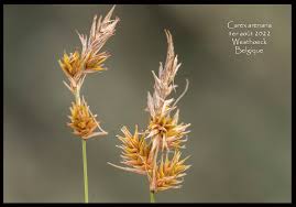 Attēlu rezultāti vaicājumam “Carex arenaria”