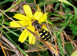 Attēlu rezultāti vaicājumam “Eupeodes nielseni”