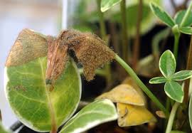 Attēlu rezultāti vaicājumam “Trichia botrytis var. cerifera stalked”