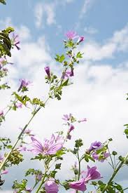 Image result for Malve