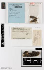 Attēlu rezultāti vaicājumam “Biscogniauxia granmoi”