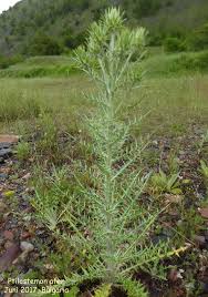 Image result for Ptilostemon afer